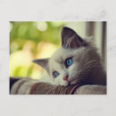 Pesquisar por ragdoll cartoes postais Gatinho