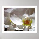 Pesquisar por das orquídeas pôsteres pósteres Botânico