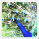 Pesquisar por peacock adesivos Natureza