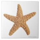 Pesquisar por estrela mar azulejos Sealife