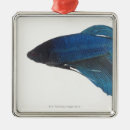Pesquisar por betta ornamentos Azul