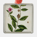 Pesquisar por erval ornamentos Blackwell