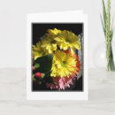 Pesquisar por gerbera cartoes Fotografia