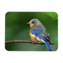 Pesquisar por jones cartoes Animal