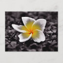 Pesquisar por plumeria cartoes postais Flores