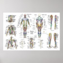 Pesquisar por anatomia muscular pôsteres pósteres Músculos