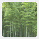 Pesquisar por bambu verde adesivos Crescimento