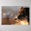 Pesquisar por border collie pósteres Animal de estimação