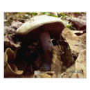 Pesquisar por cogumelo roxo pôsteres pósteres Floresta