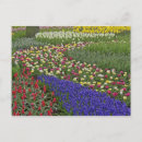 Pesquisar por desenho tulipa cartoes postais Flor