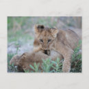 Pesquisar por panthera Vida selvagem