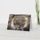 Pesquisar por albatroz cartoes postais Oceano