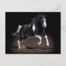 Pesquisar por cavalo ocidental cartoes postais Animais