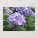 Pesquisar por hydrangea cartoes postais Azul