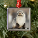 Pesquisar por foca ornamentos Vida selvagem