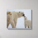 Pesquisar por polar impressão de canvas Fotografia