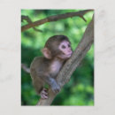 Pesquisar por macaco neve cartoes postais Animais selvagens