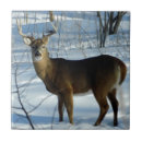 Pesquisar por cervos azulejos Whitetail