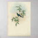 Pesquisar por gould Azul