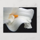 Pesquisar por calla cartoes postais Flora
