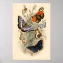 Pesquisar por borboleta vintage pôsteres pósteres Para ela