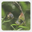 Pesquisar por cedro adesivos Vida selvagem