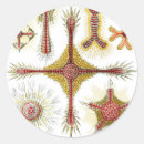 Pesquisar por camomila adesivos Botânica