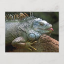 Pesquisar por iguana engraçada cartoes postais Natureza