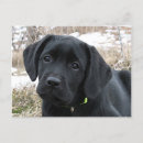 Pesquisar por labrador retriever preto cartoes postais Cachorrinho