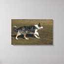 Pesquisar por beira da foto impressão de canvas Border collie
