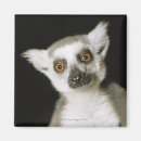 Pesquisar por lemurs imas Animal