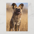 Pesquisar por cão selvagem africano cartoes postais Safari
