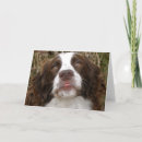 Pesquisar por spaniel de springer cartoes Dog