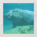 Pesquisar por hippopotamus convites Hipopótamo