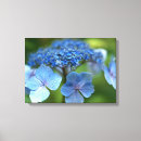 Pesquisar por hydrangea do lacecap Para todos