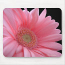 Pesquisar por margarida cor de rosa do gerbera Qualquer pessoa