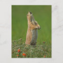 Pesquisar por latido cão cartoes postais Animal