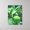 Pesquisar por fruta tropical impressão de canvas Verde
