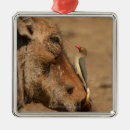 Pesquisar por warthog Humor