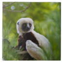 Pesquisar por lemur azulejos África