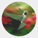 Pesquisar por colibris adesivos Verde