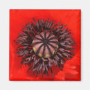 Pesquisar por núcleo imas Vermelho