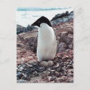 Pesquisar por pinguim adelie cartoes postais Antártico