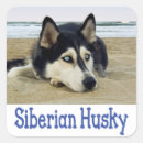 Pesquisar por siberian adesivos Husky siberiano