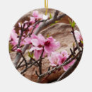 Pesquisar por primavera ornamentos Fotografia da natureza
