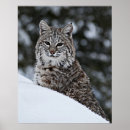 Pesquisar por lince Natureza