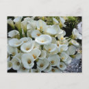 Pesquisar por calla cartoes postais Lily