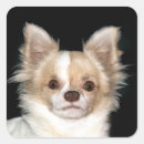 Pesquisar por chihuahua adesivos Animal de estimação