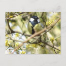 Pesquisar por pássaro preto e amarelo cartoes postais Para todos