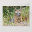 Pesquisar por lobos selvagens cartoes postais Animais